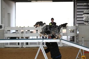 Hundesport und Faschingskostüm