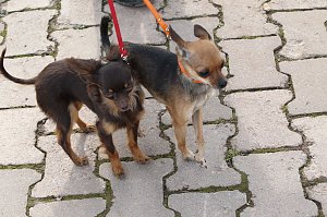 Hundesport und Faschingskostüm
