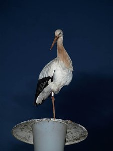 Schnuckelchen