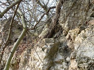 Zunehmender Wildwuchs zerst&ouml;rt Stadtmauerreste