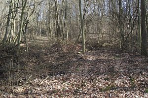 Oberhalb der Bingerhoftreppe ergibt sich dieses Bild: Zuhauf liegt das Gestrüpp gleich neben der gesperrten Treppe herum, die bergauf zur Alexander-Puschkin-Straße führte.