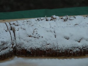 Rundgang &uuml;ber den Weihnachtsmarkt