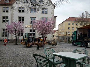 Kirschenbl&uuml;te angeliefert