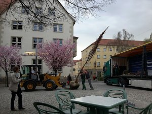 Kirschenbl&uuml;te angeliefert