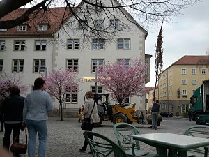 Kirschenbl&uuml;te angeliefert