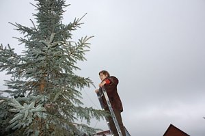 Der Weihnachtsbaum steht