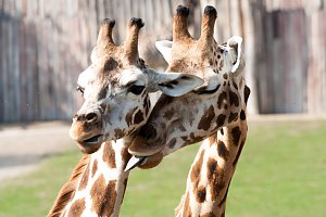 Besuch im Leipziger Zoo