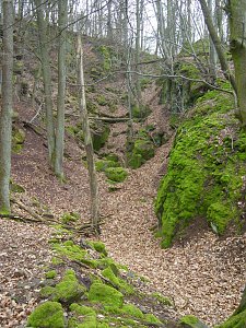 Im Braunsteinh&auml;user Revier