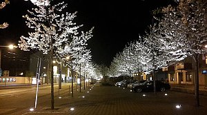 Bl&uuml;hende Stadt