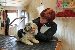 Hundesalon im Zirkuswagen