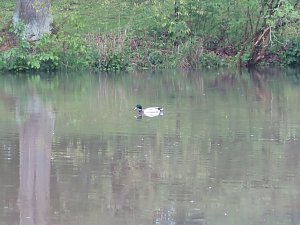 Wasser im Teich und im Park