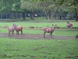 Wasser im Teich und im Park