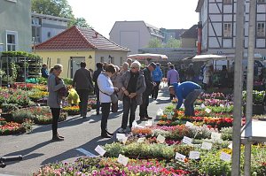 Pflanzen &uuml;ber Pflanzen