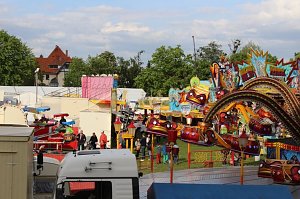 Fliederkrone gesetzt