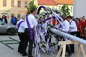 Fliederkrone gesetzt