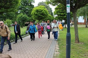 Flieder gepflanzt