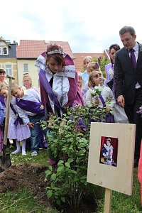 Flieder gepflanzt