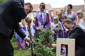 Flieder gepflanzt