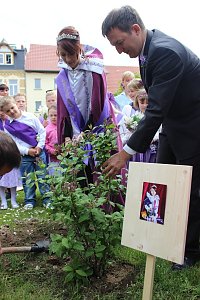 Flieder gepflanzt