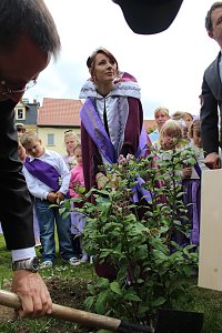 Flieder gepflanzt