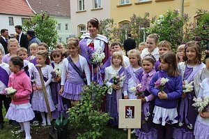 Flieder gepflanzt