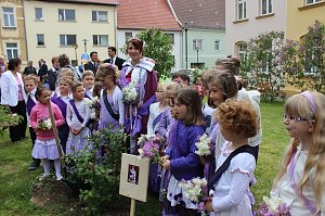 Flieder gepflanzt