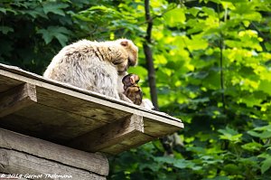 Besuch auf dem Strau&szlig;berg