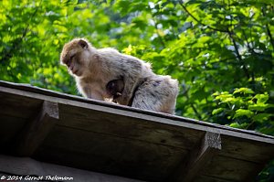 Besuch auf dem Strau&szlig;berg
