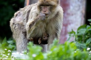 Besuch auf dem Strau&szlig;berg
