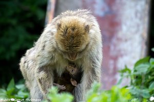 Besuch auf dem Strau&szlig;berg