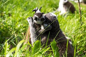 Besuch auf dem Strau&szlig;berg