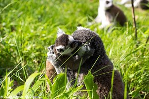 Besuch auf dem Strau&szlig;berg