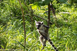 Besuch auf dem Strau&szlig;berg