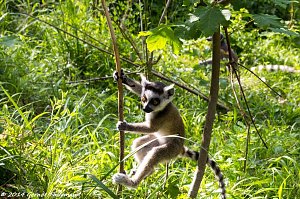 Besuch auf dem Strau&szlig;berg