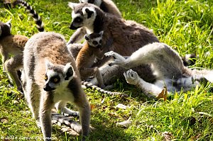 Besuch auf dem Strau&szlig;berg