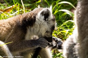 Besuch auf dem Strau&szlig;berg