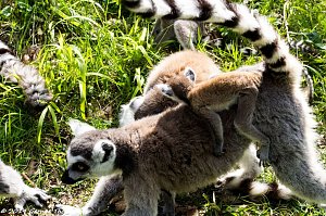 Besuch auf dem Strau&szlig;berg