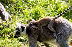 Besuch auf dem Strau&szlig;berg