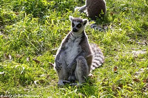 Besuch auf dem Strau&szlig;berg