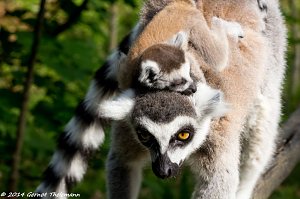 Besuch auf dem Strau&szlig;berg