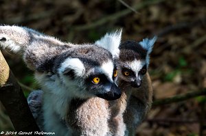 Besuch auf dem Strau&szlig;berg