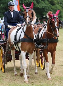 Ponyfest in W&uuml;lfingerode