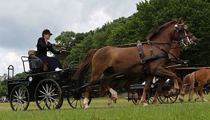 Ponyfest in W&uuml;lfingerode