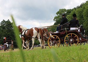 Ponyfest in W&uuml;lfingerode