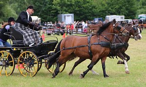 Ponyfest in W&uuml;lfingerode