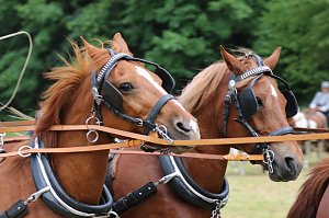 Ponyfest in W&uuml;lfingerode