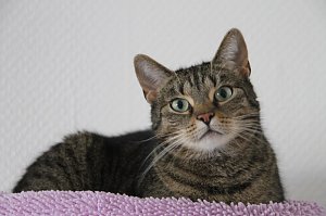 Tierisches Sommerfest