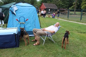Terrier nichts als Terrier