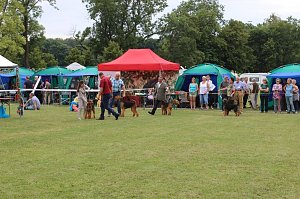 Terrier nichts als Terrier