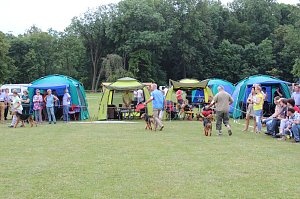 Terrier nichts als Terrier